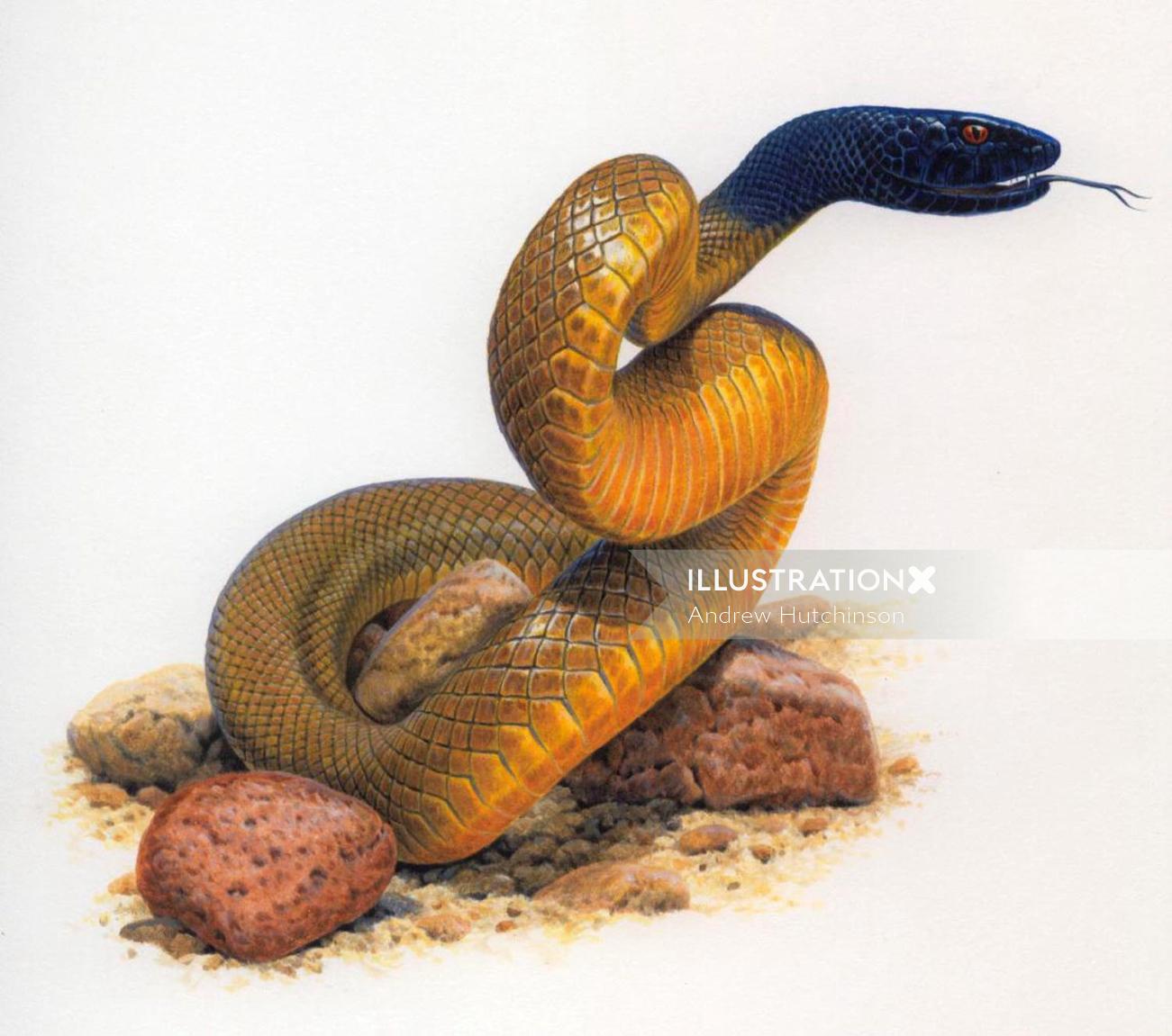 Illustration de reptile de serpent, images de la faune © Andrew Hutchinson