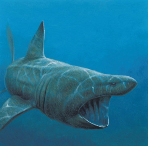 Illustration of basking shark fish © Andrew Hutchinson