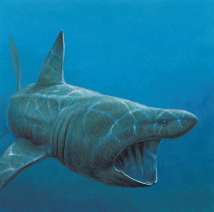 Enorme tiburón peregrino en la ilustración de Hutchinson