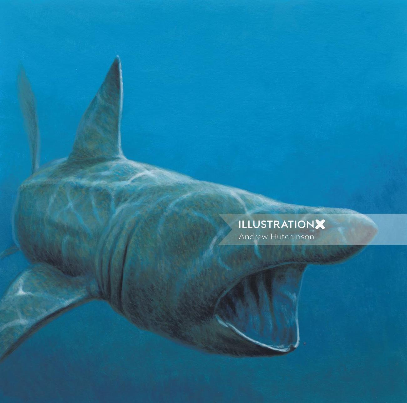 Illustration of basking shark fish © Andrew Hutchinson