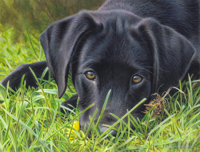 Black Labrador dog rendered photo realistically