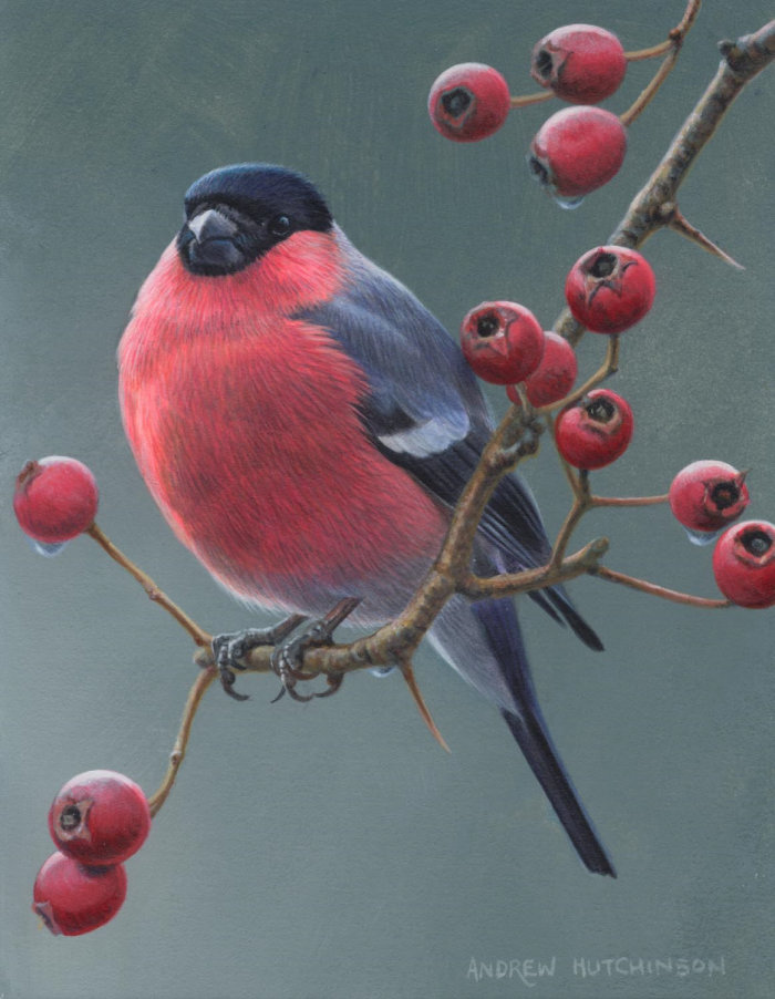 Bullfinch Illustration, Birds and Wildlife images © Andrew Hutchinson