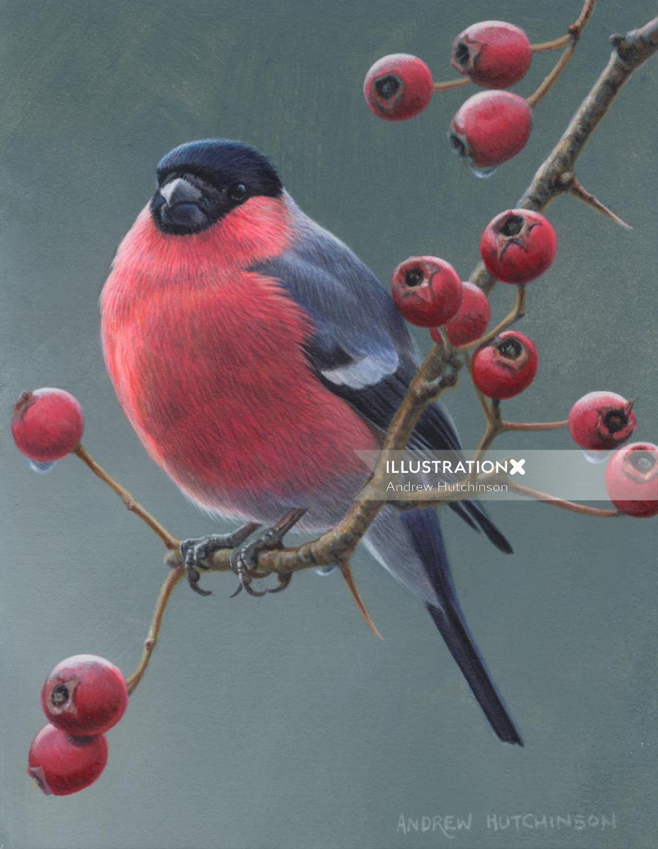 Bouvreuil pivoine Illustration, oiseaux et images d&#39;animaux sauvages © Andrew Hutchinson