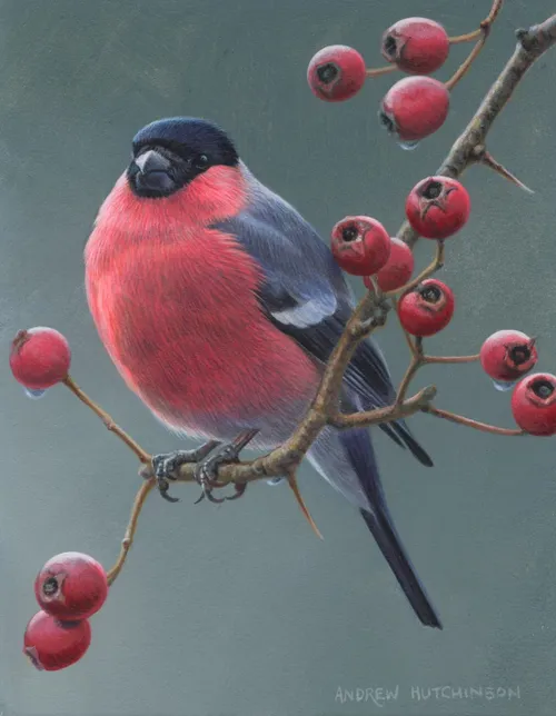 Bullfinch Illustration, Birds and Wildlife images © Andrew Hutchinson