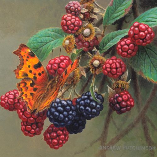 Blackberries Fruit Illustration, Food Images © Andrew Hutchinson
