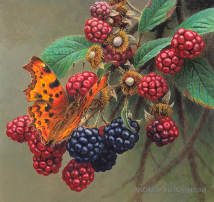 Ilustração de frutas de amoras-pretas, imagens de alimentos © Andrew Hutchinson