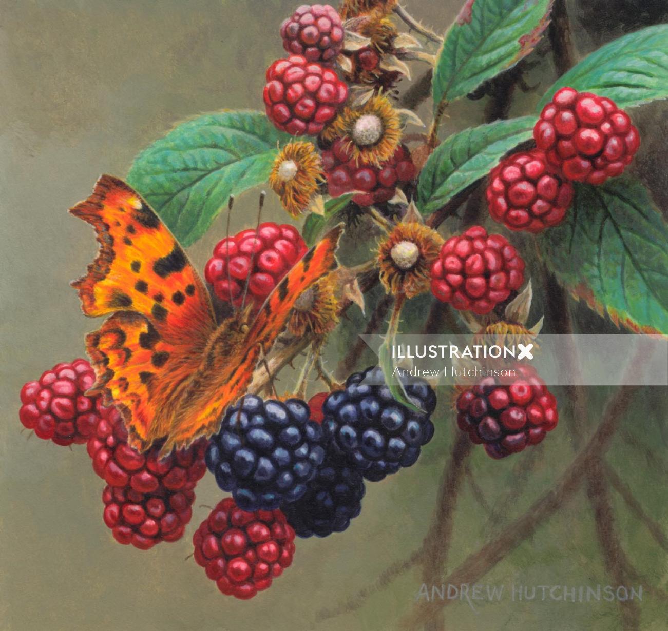 Illustration de fruits de mûres, images de nourriture © Andrew Hutchinson