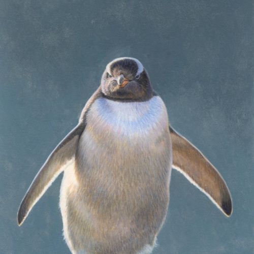 Illustration of gentoo penguin © Andrew Hutchinson