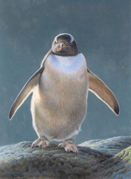 Illustration of gentoo penguin © Andrew Hutchinson