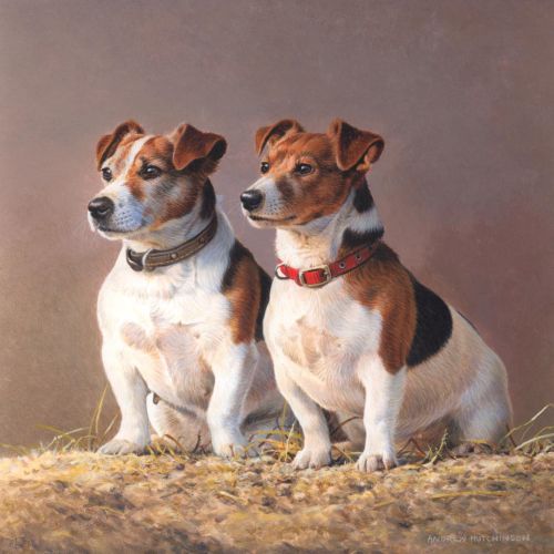 Animal Jack Russell Terriers illustration