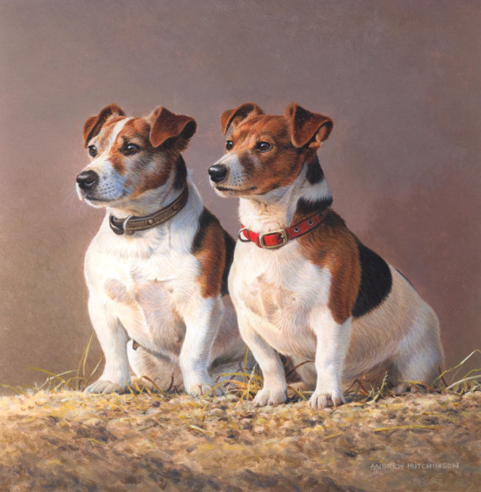 Ilustración de animales Jack Russell Terriers