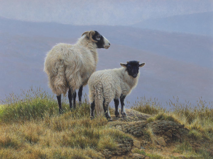 绵羊羔羊插图，农场动物图片©Andrew Hutchinson