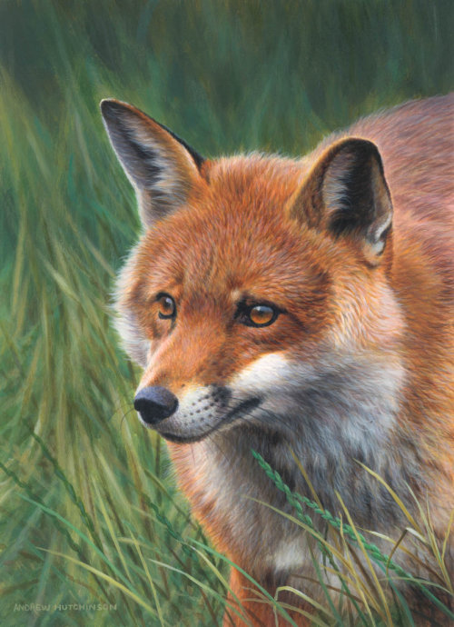 Andrew Hutchinson - Nature & Wildlife Illustrator, UK