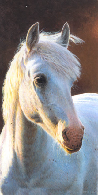 Illustration de cheval, images d&#39;animaux de la ferme © Andrew Hutchinson