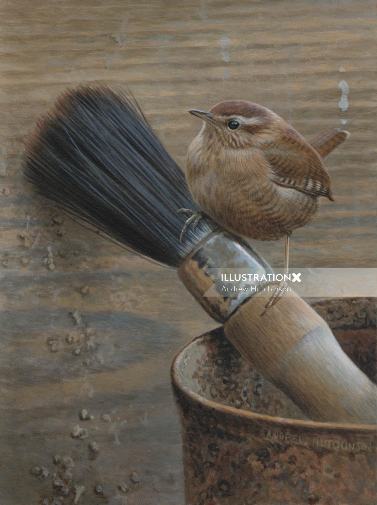 Illustration of wren bird © Andrew Hutchinson