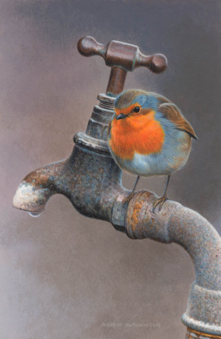 图中是一只知更鸟在喝水