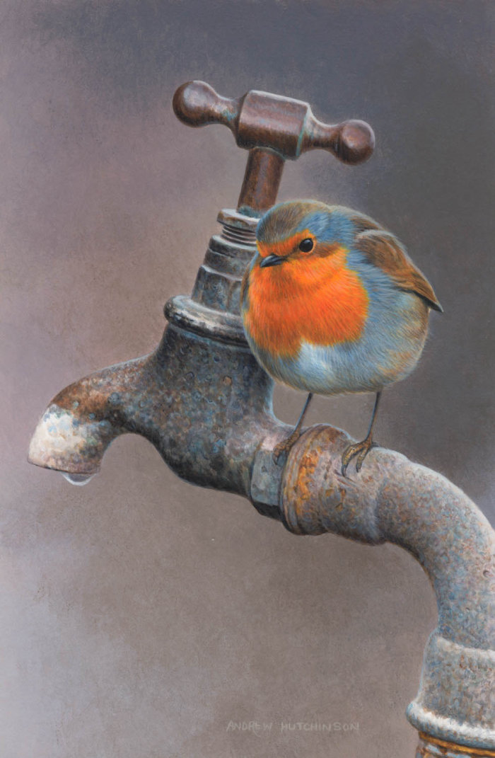 A Robin bird drinking water is illustrated