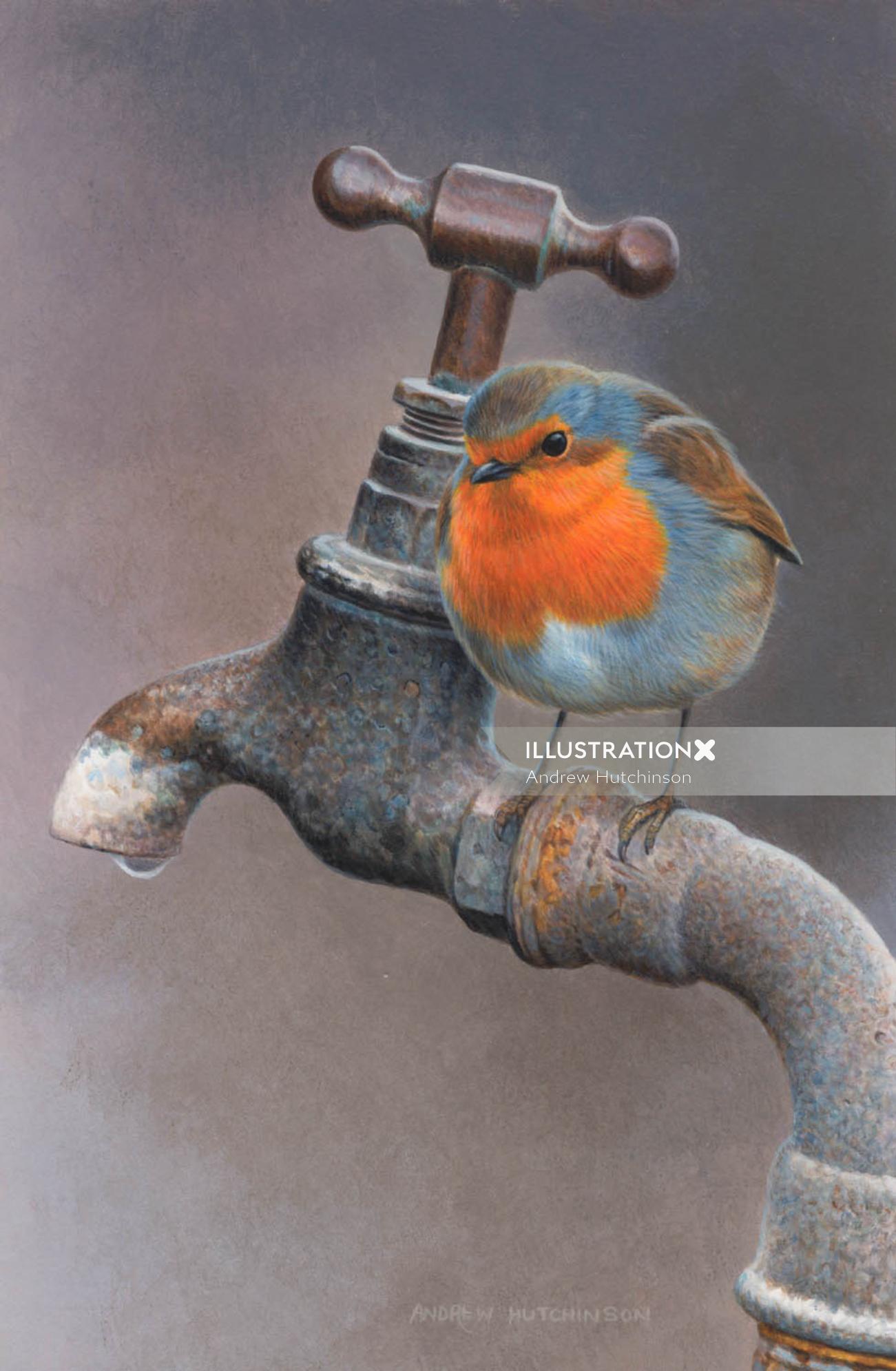 Illustration of Robin bird drinking water © Andrew Hutchinson