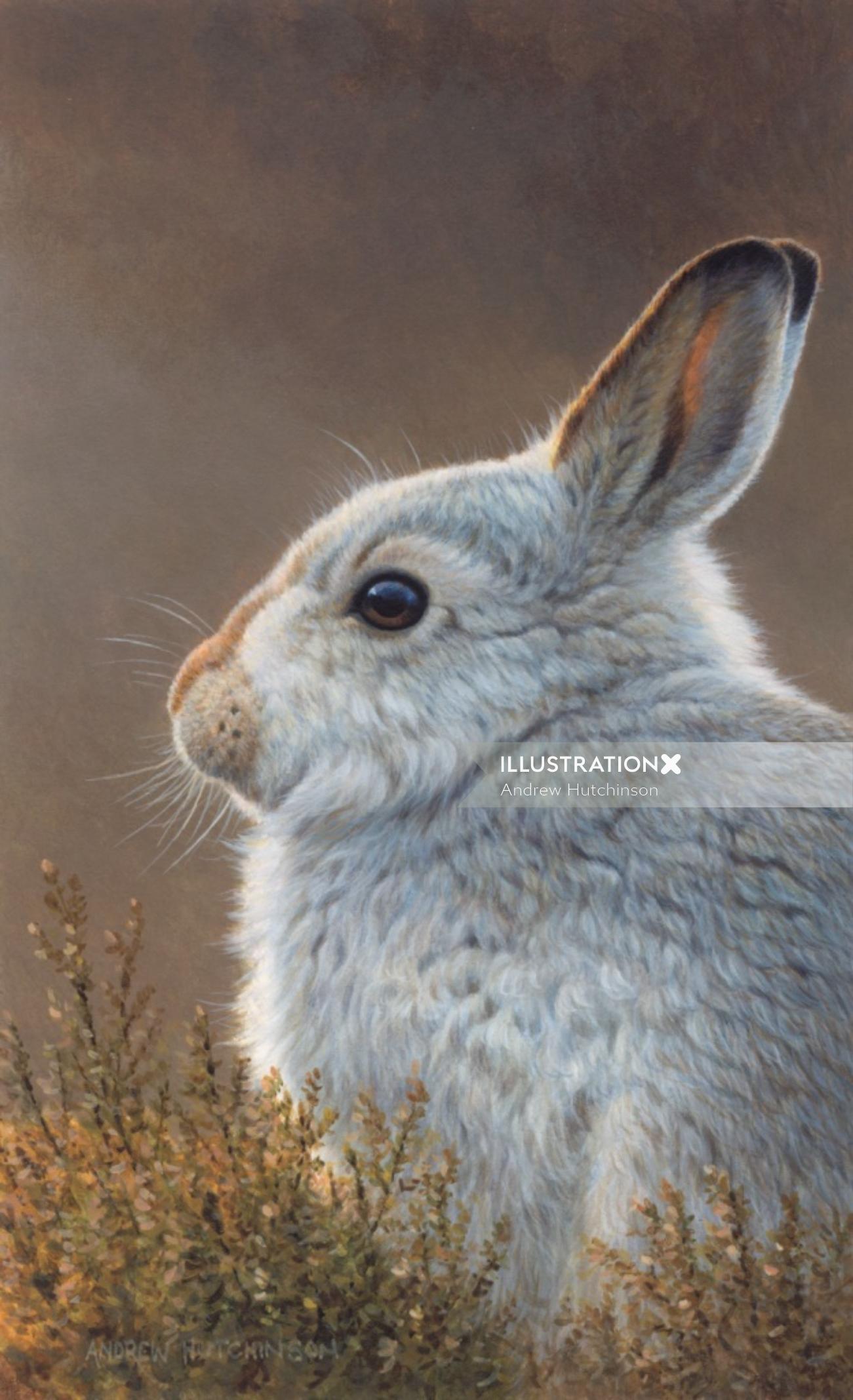 Mountain hare illustration, Wildlife images © Andrew Hutchinson
