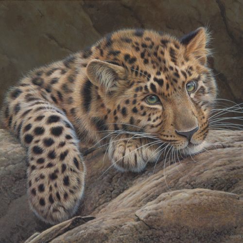 Acrylics cheetah painting  by Andrew Hutchinson