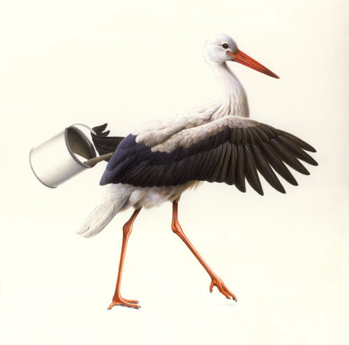White Stork Illustration © Andrew Hutchinson