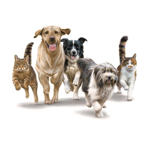 Cats and Dogs Running Illustration, Animals and Pets Images © Andrew Hutchinson