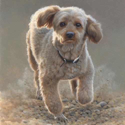 Poodle - dog illustration 