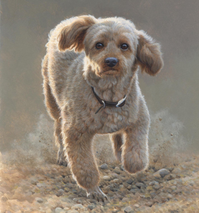 Caniche - ilustración de perro