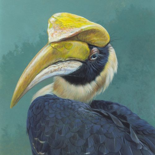 Hornbill illustration by Andrew Hutchinson