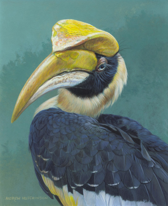 Hornbill illustration by Andrew Hutchinson