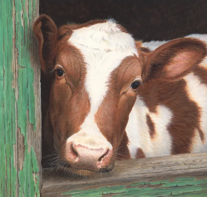 Illustration in portrait of farm cow 