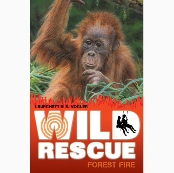 红毛猩猩幼崽插图，野生动物图片©Andrew Hutchinson