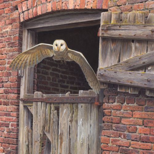 Barn owl illustration by Andrew Hutchinson