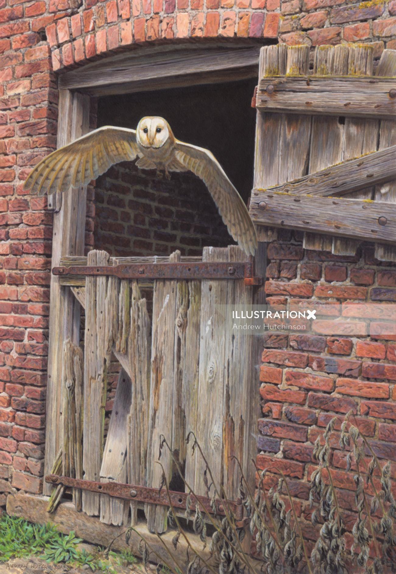 Barn owl illustration by Andrew Hutchinson
