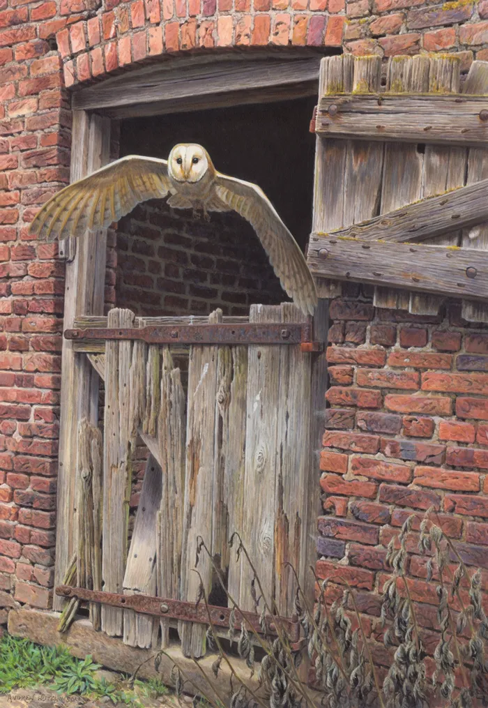 Barn owl illustration by Andrew Hutchinson