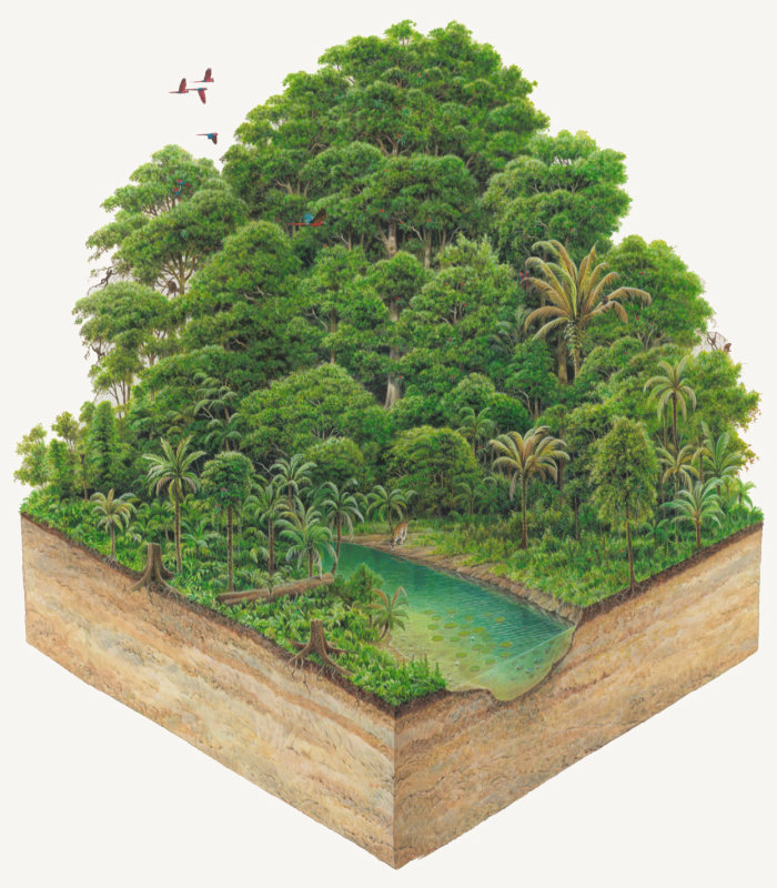 Illustration de la forêt tropicale par Andrew Hutchinson