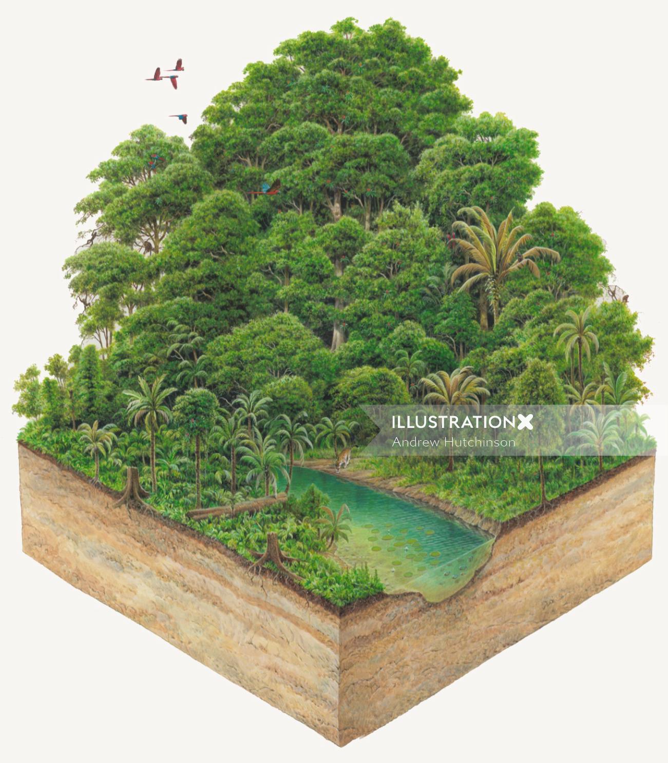 Illustration de la forêt tropicale par Andrew Hutchinson