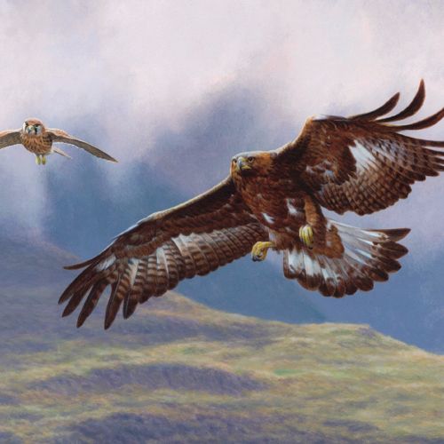 Golden eagle - Bird illustration 