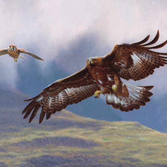 Águila real - Ilustración de pájaro