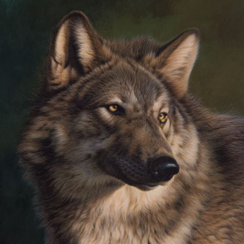 Wolf - Wildlife illustration 