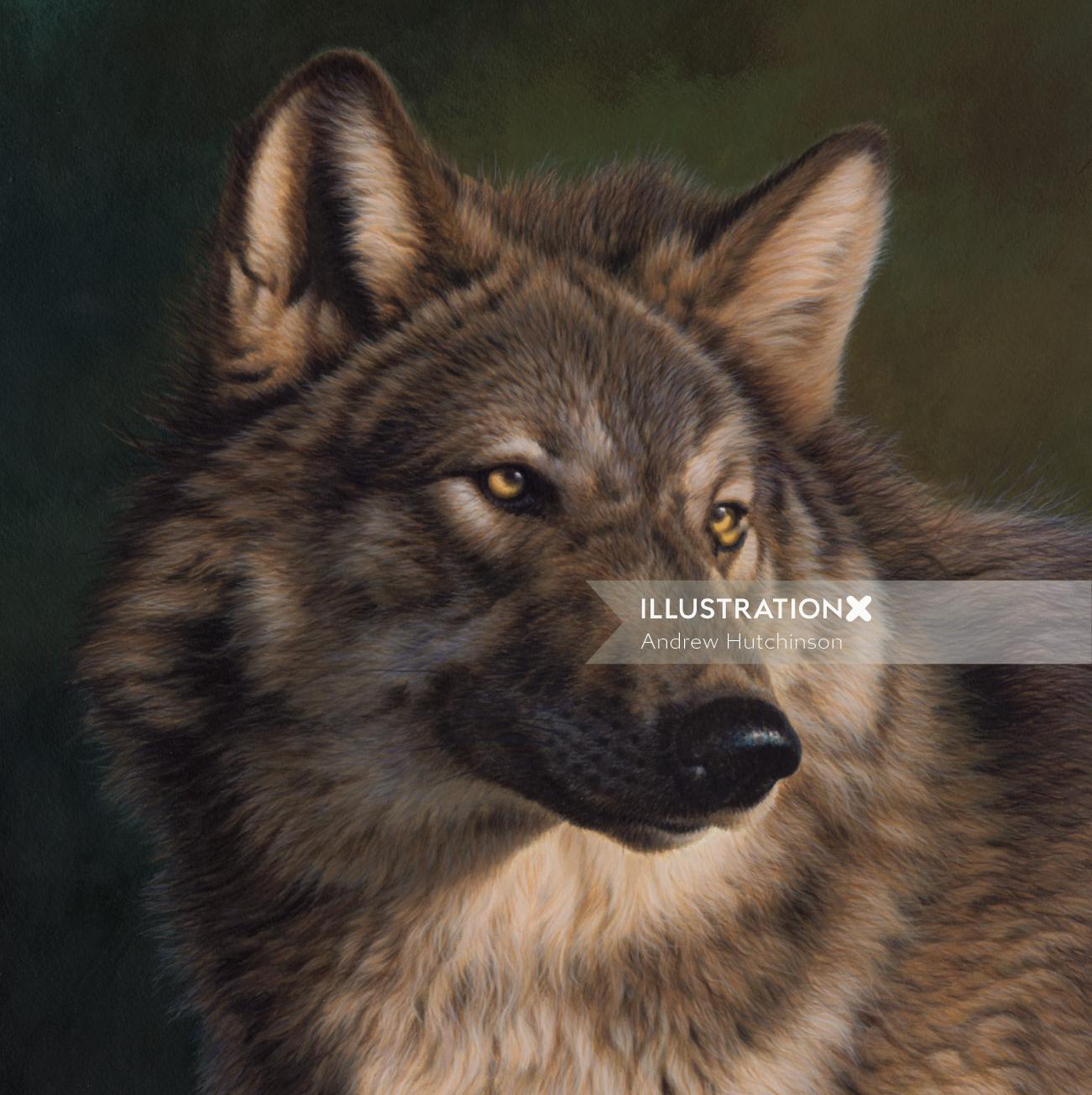 Wolf - Wildlife illustration 