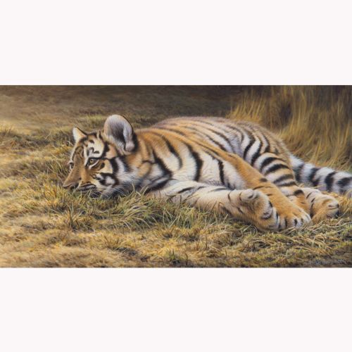 Tiger Sleeping Illustration, Wildlife Images © Andrew Hutchinson