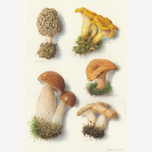 真菌插图，蘑菇图像©Andrew Hutchinson