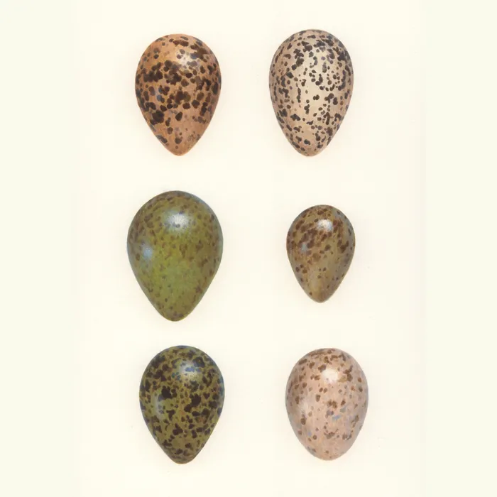 Bird's-egg illustration by Andrew Hutchinson