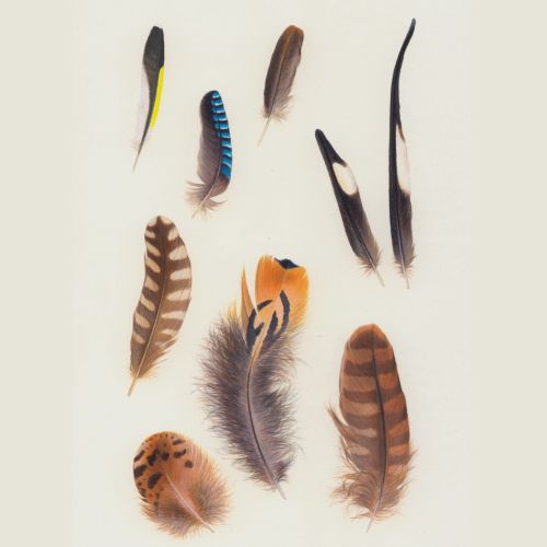 Illustration of feathers from several birds