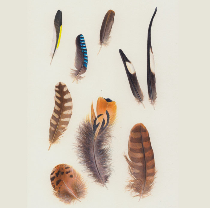 Ilustración de plumas de varias aves.