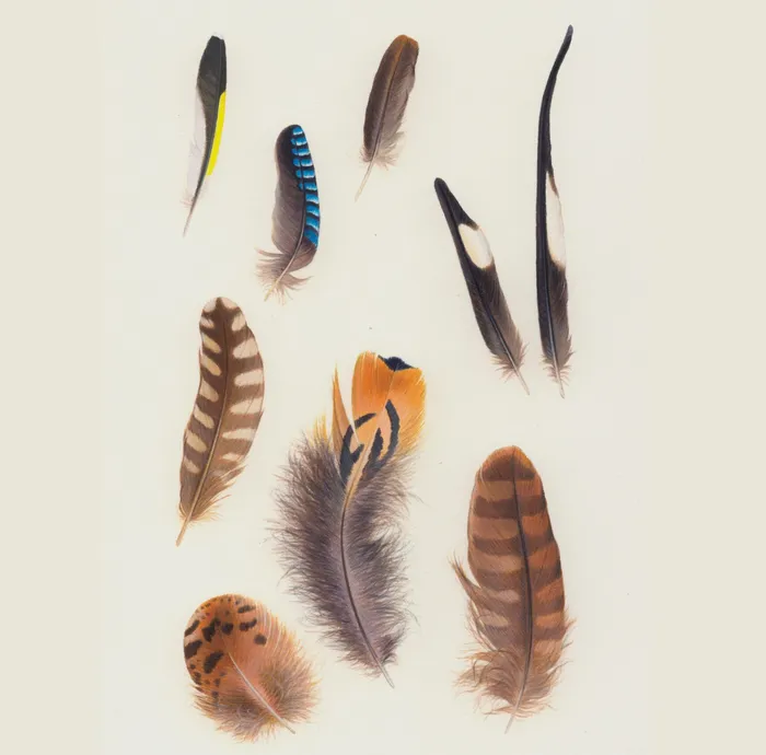 Illustration of feathers from several birds