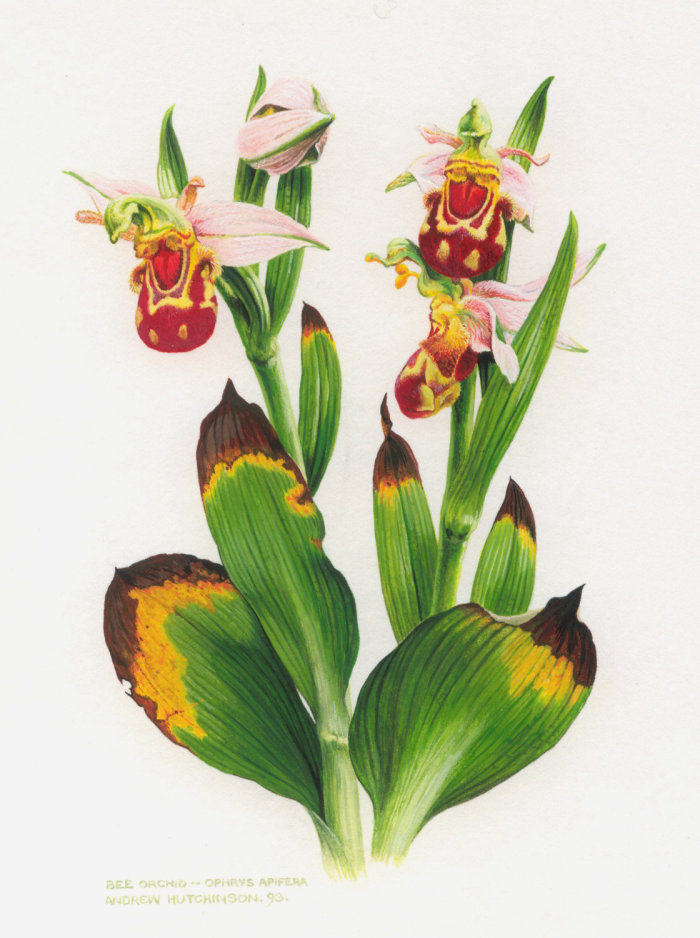 Ilustración de la orquídea de abeja