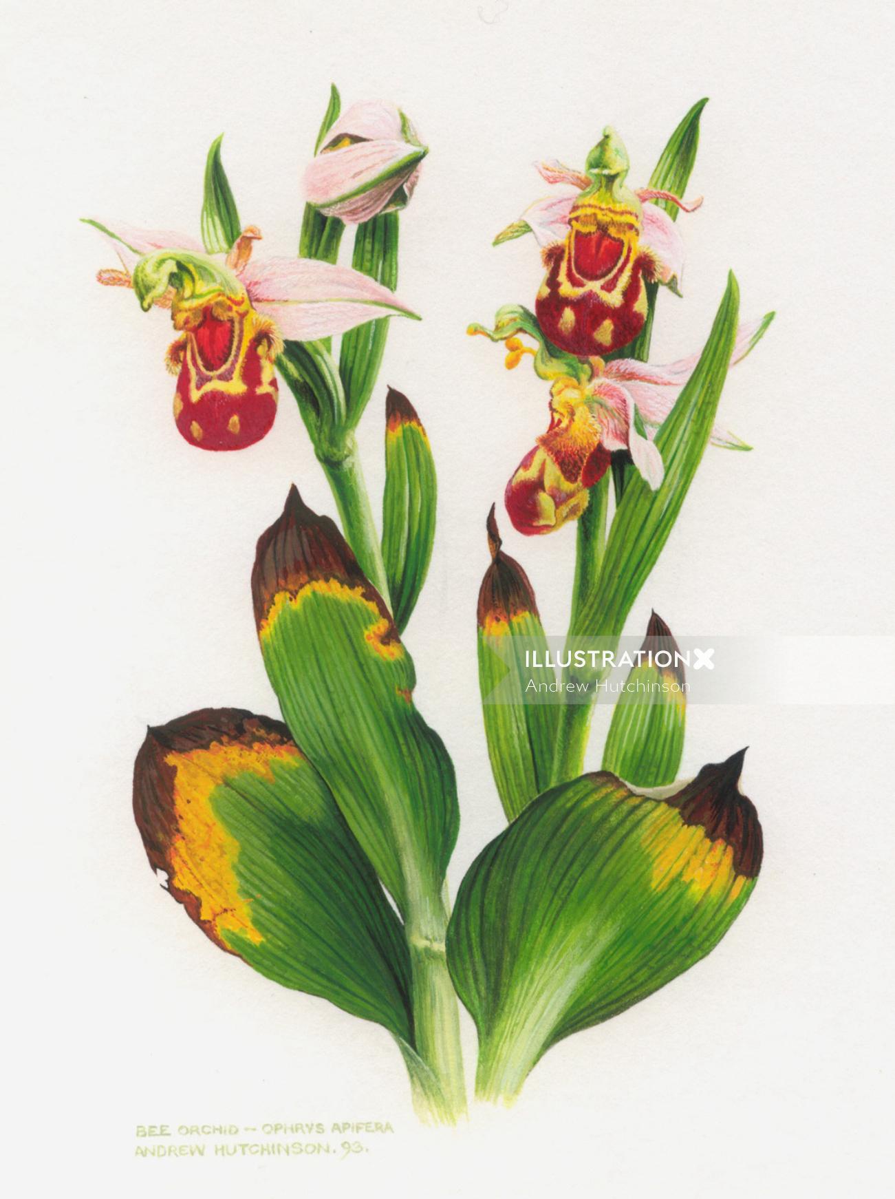 Illustration d&#39;orchidée abeille