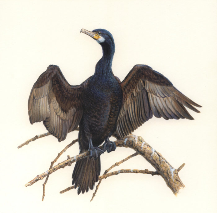 Ilustración de cormoranes por Andrew Hutchinson